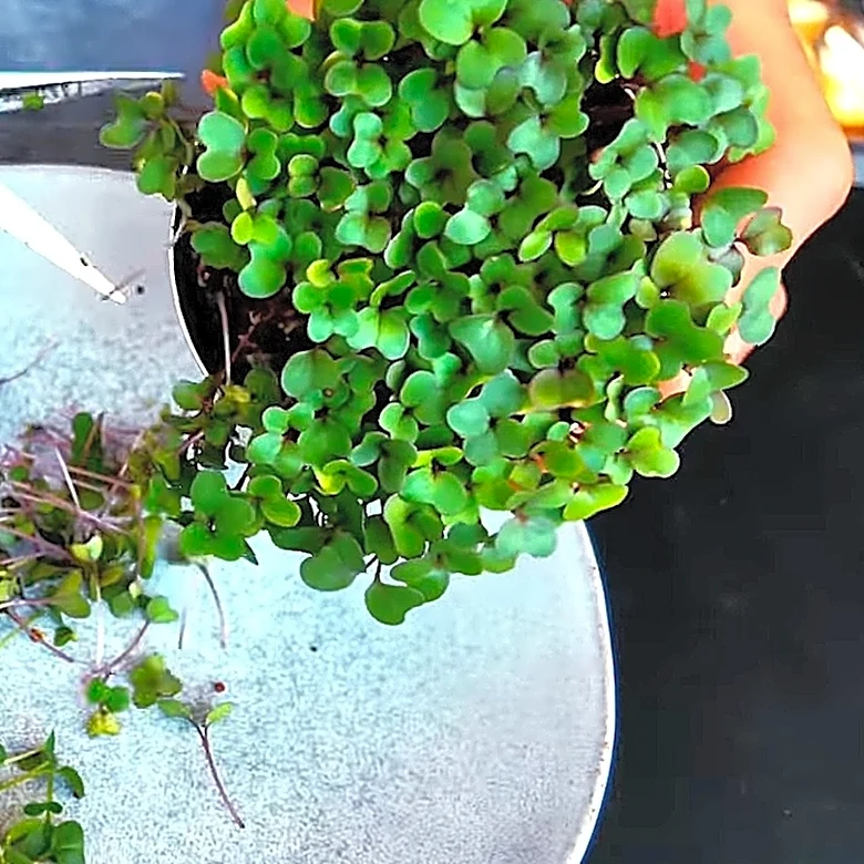 Gardener Transforms Tuna Cans Into A Tiny Edible Garden