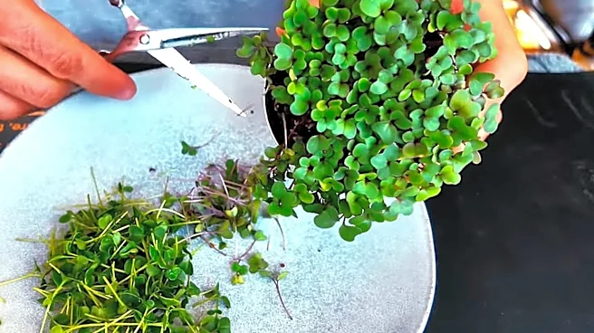 Gardener Transforms Tuna Cans Into A Tiny Edible Garden