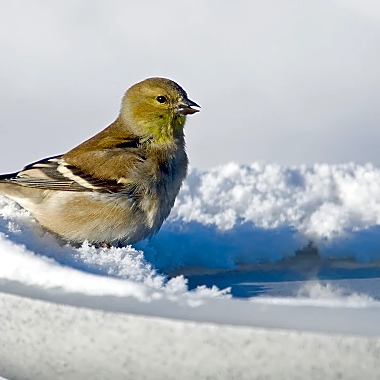 Heated Birdbath Or De-Icer: Which Fall Upgrade Fits Your Setup?