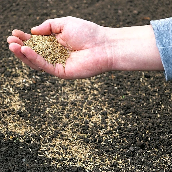 Don't Risk It With Basic Grass Seed: This Modern Alternative From Amazon Makes It Easier
