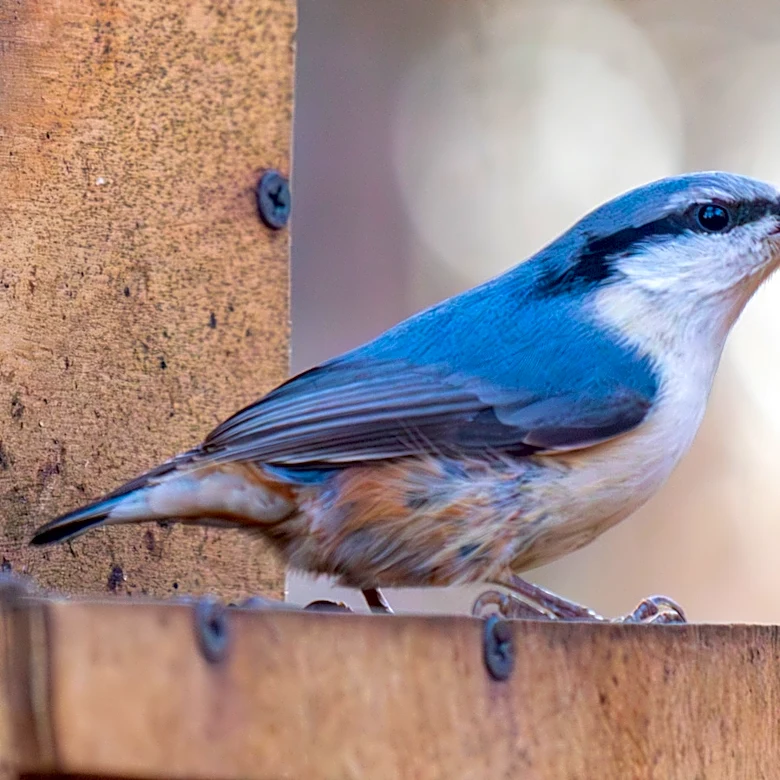 Goodbye Traditional Bird Baths: The 3-In-1 Feeder At Lowe's That Adds Beauty To Your Garden