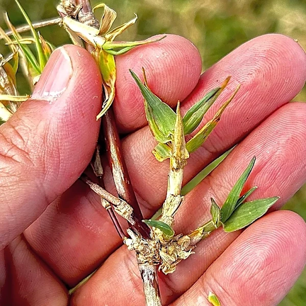 10 Common Garden Weeds That Die (Or Go Dormant) After The First Frost