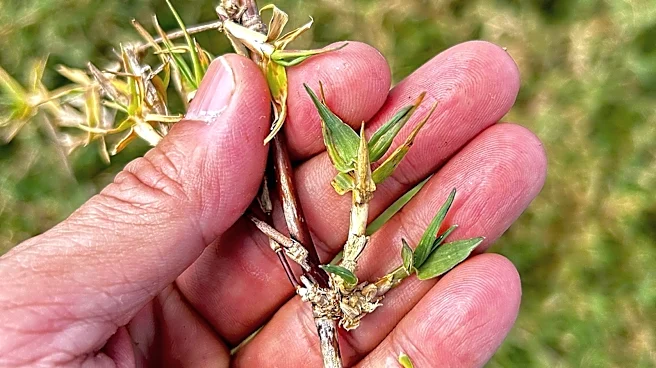 10 Common Garden Weeds That Die (Or Go Dormant) After The First Frost