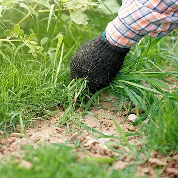 Leave The Hand Pulling Behind: The European-Style Tool To Remove Weeds Quickly