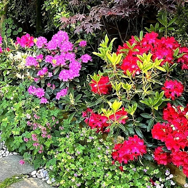 Fill Partly Shaded Fall Flower Beds With A Vibrant Ornamental Grass