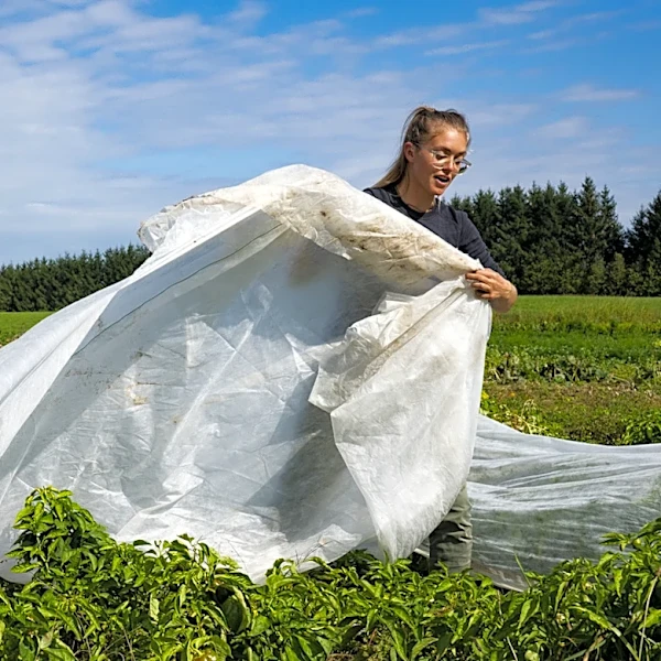 Neither Mulch Nor Landscape Fabric: How To Suppress Weeds With Cloth