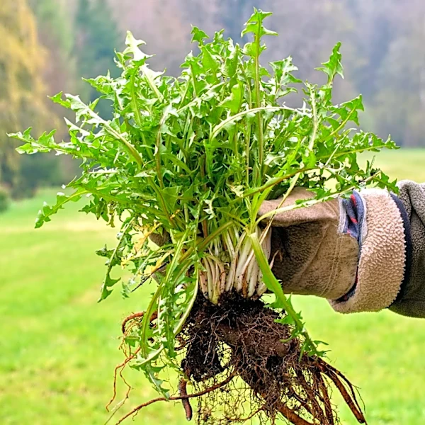 Easier Than Hand Pulling: The Japanese Hoe And Sickle Combo For Tackling Weeds