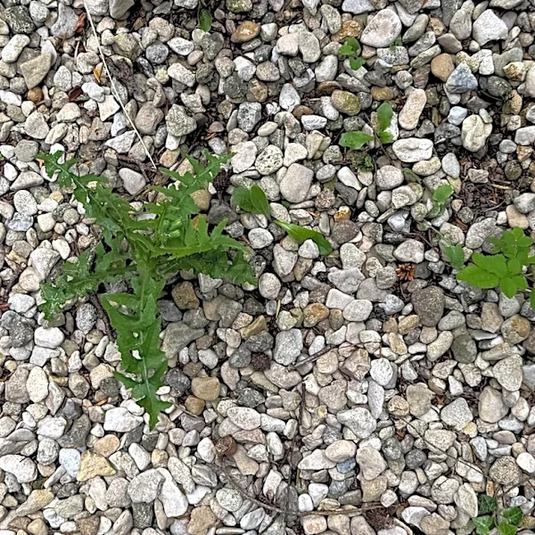 Forget Digging: The Easy-To-Use Tool For Removing Weeds From Gravel Driveways