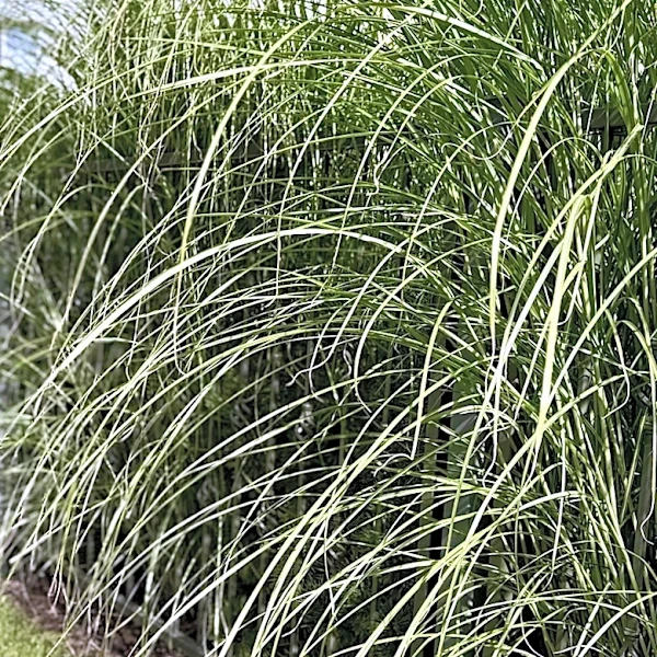 The Pretty Perennial Grass To Use As A Naturally Tall Privacy Screen