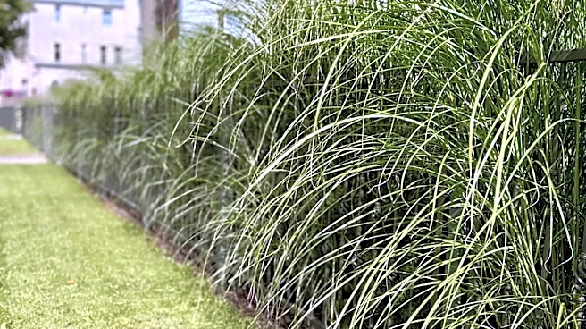 The Pretty Perennial Grass To Use As A Naturally Tall Privacy Screen