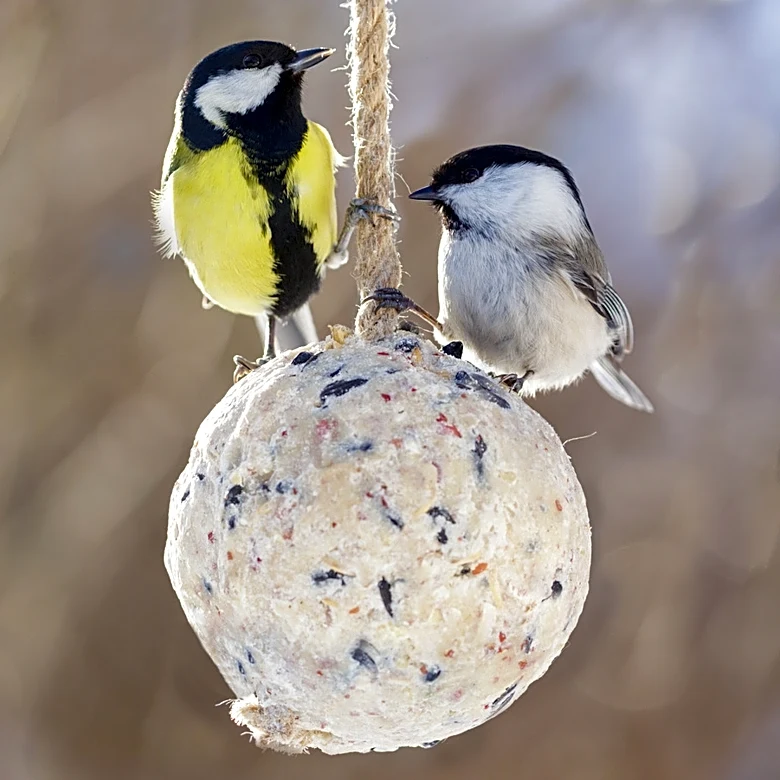 Ditch Traditional Bird Feeders: 13 Unique Amazon Alternatives Worth Getting In 2026 (So Far)