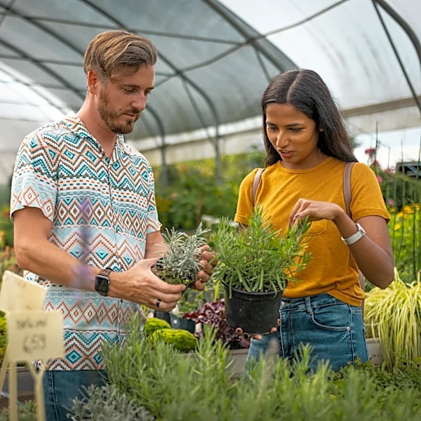 The Medicinal Perennial That'll Fill Your Garden With Dainty Flowers