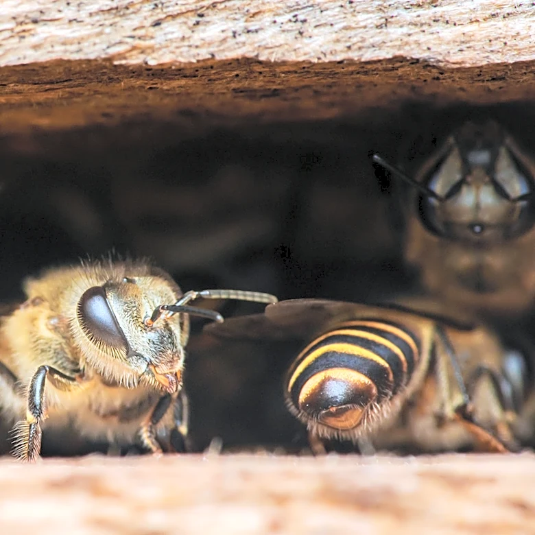 She Transforms Wood Boards And Shavings Into A Functional Beehive With An Impressive DIY