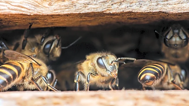 She Transforms Wood Boards And Shavings Into A Functional Beehive With An Impressive DIY