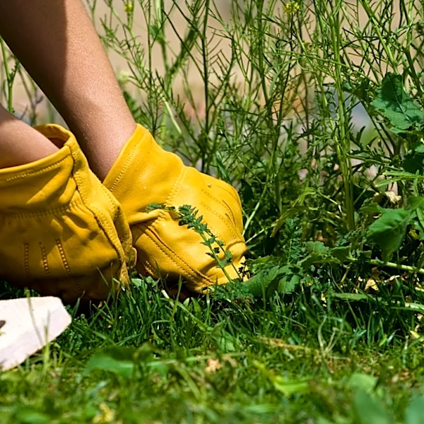 Better Looking Than Landscape Fabric: The Native Plant To Suppress Weeds