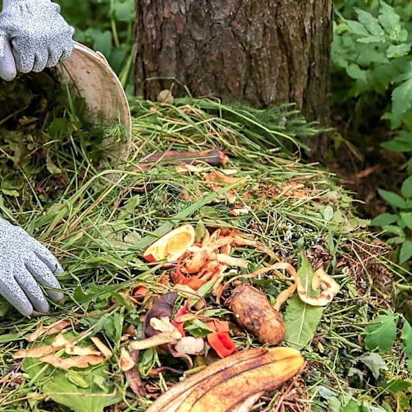 Can You Put Eggs In The Compost?