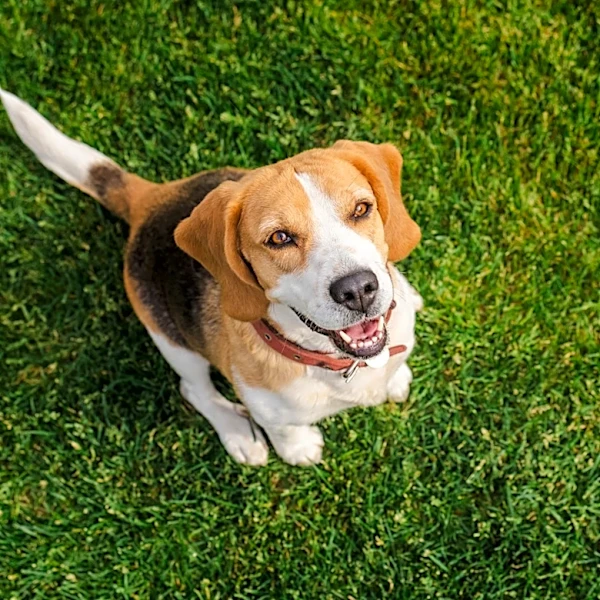 Can I Throw My Neighbor's Dog Poop Back In Their Yard?