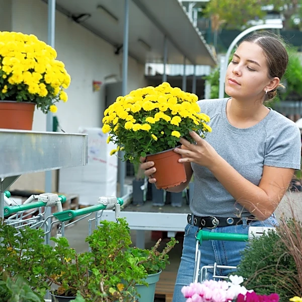 Change Up Your Typical Mums For A Pretty Fall Flower That Thrives In Shaded Beds
