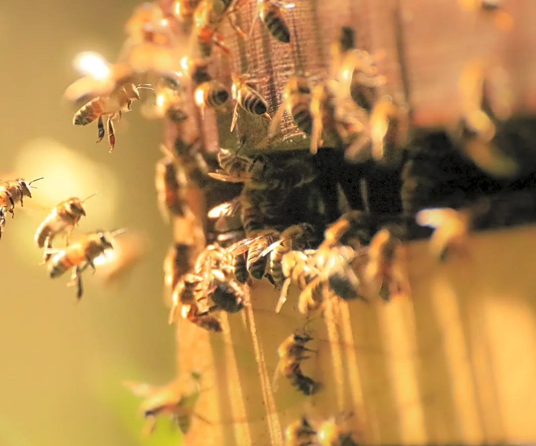 Attract Bees To Your DIY Hive With A Fragrant Essential Oil