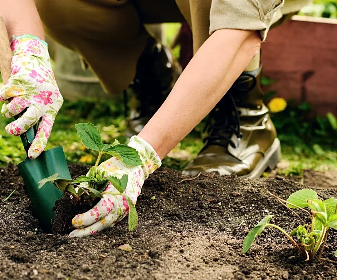 Use Old Litter Containers As A Space-Saving Solution For Growing Strawberries