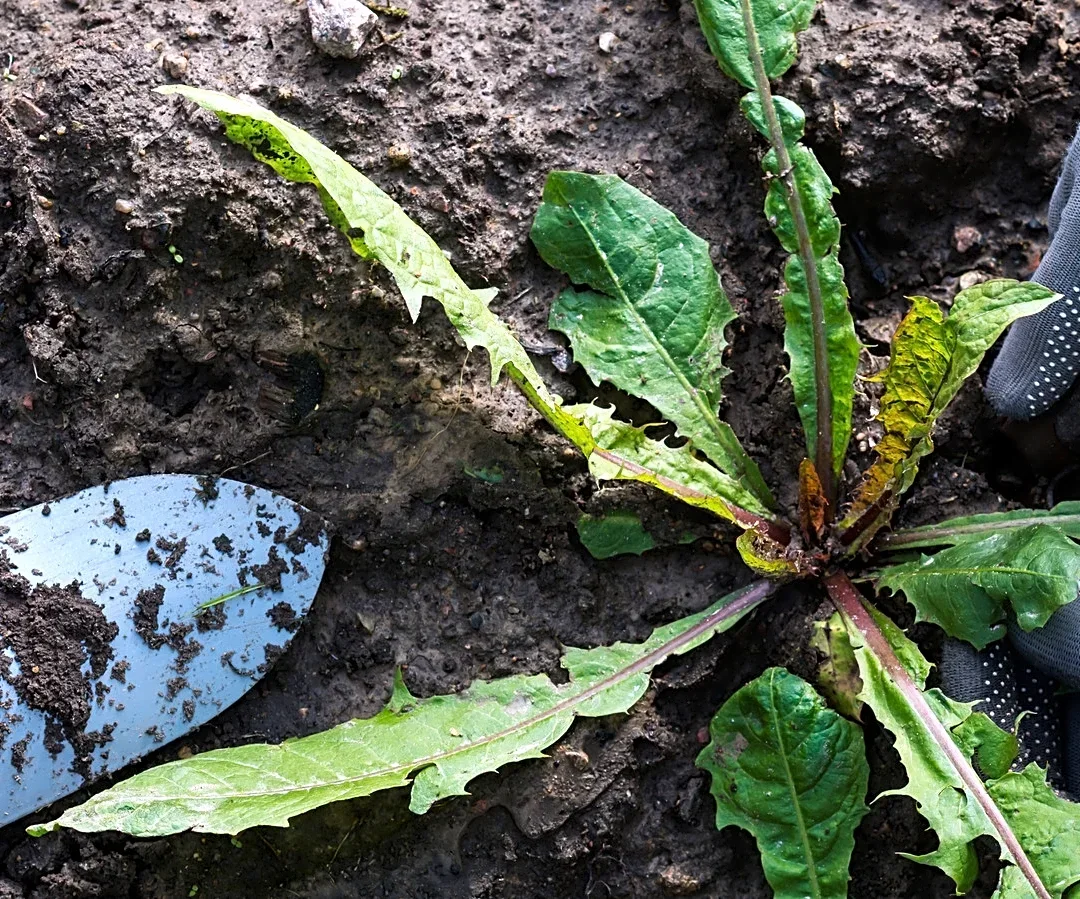 Skip The Standard Garden Fork: The Hand-Crafted European Tool For Weeds