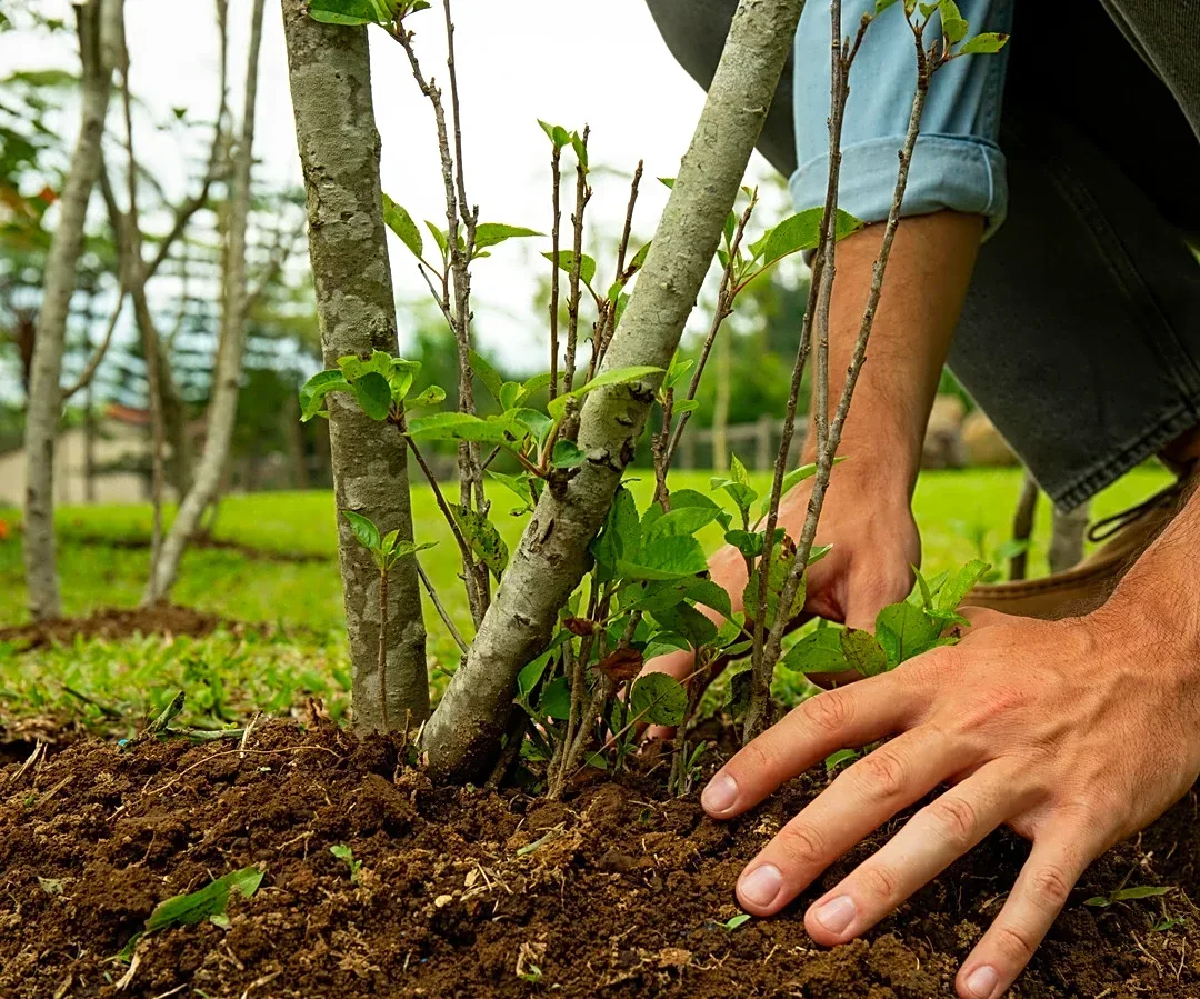 Add Privacy To Your Backyard With The Help Of An Easy-Care Fragrant Shrub