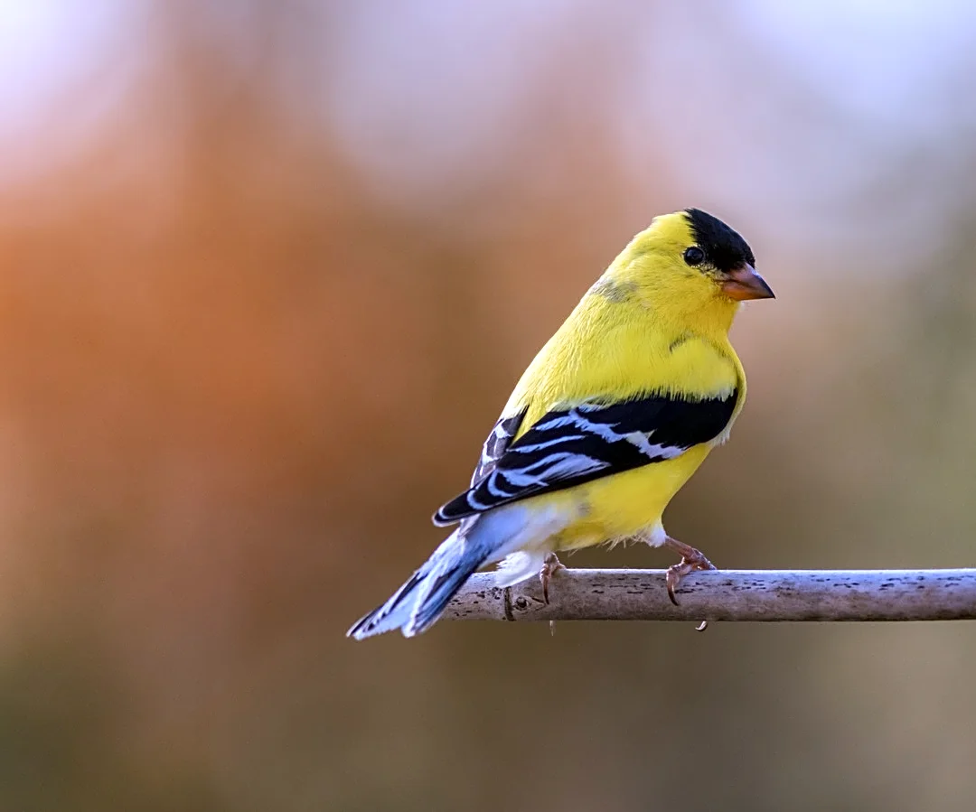 No More Traditional Bird Feeders — The Home Depot Find That Attracts Finches To Your Yard