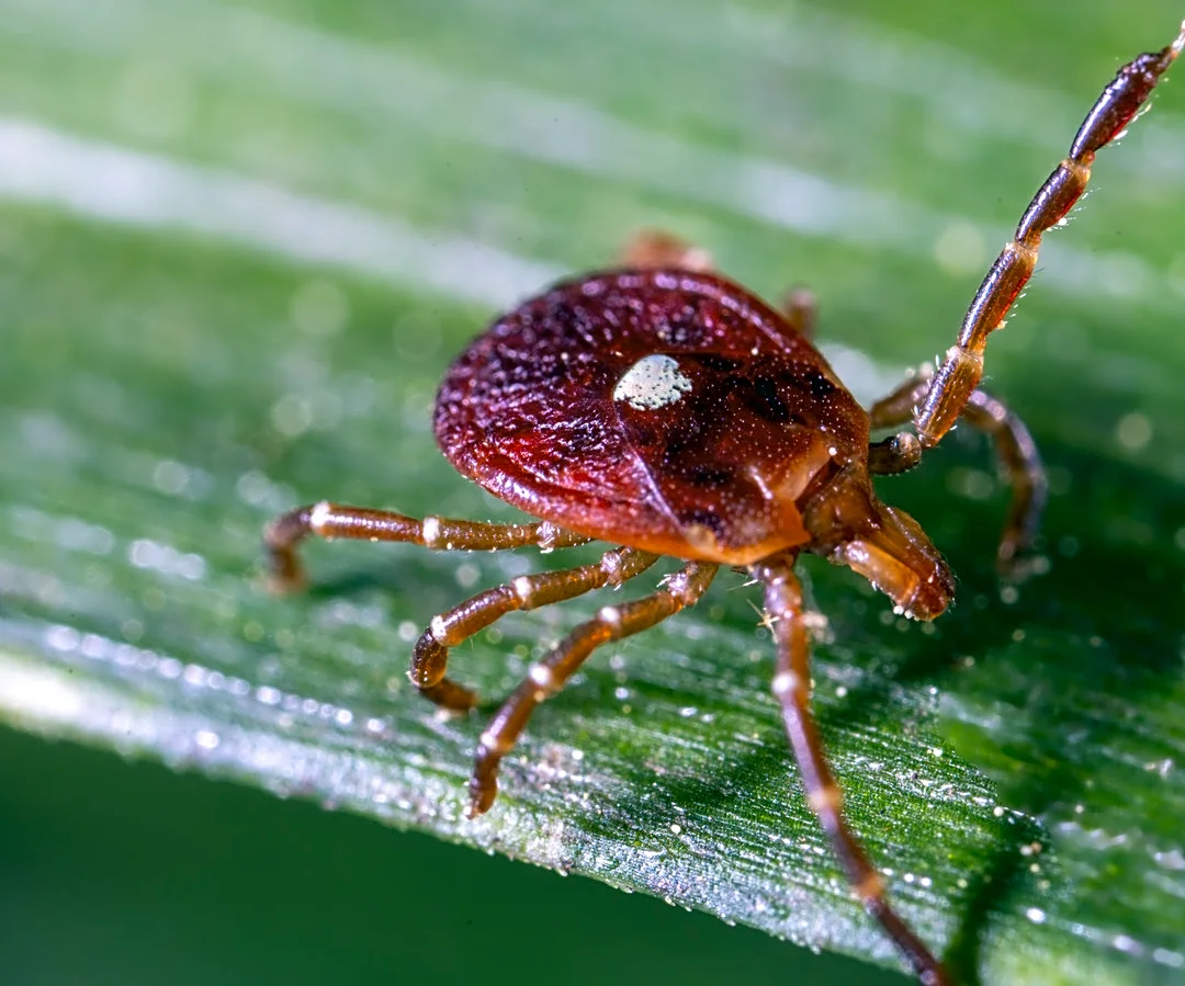 How To Reduce Ticks In Your Yard With A Pretty White Flower