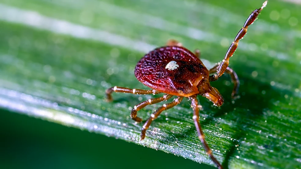 How To Reduce Ticks In Your Yard With A Pretty White Flower