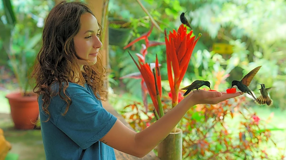 Do Hummingbirds Remember People Who Feed Them?
