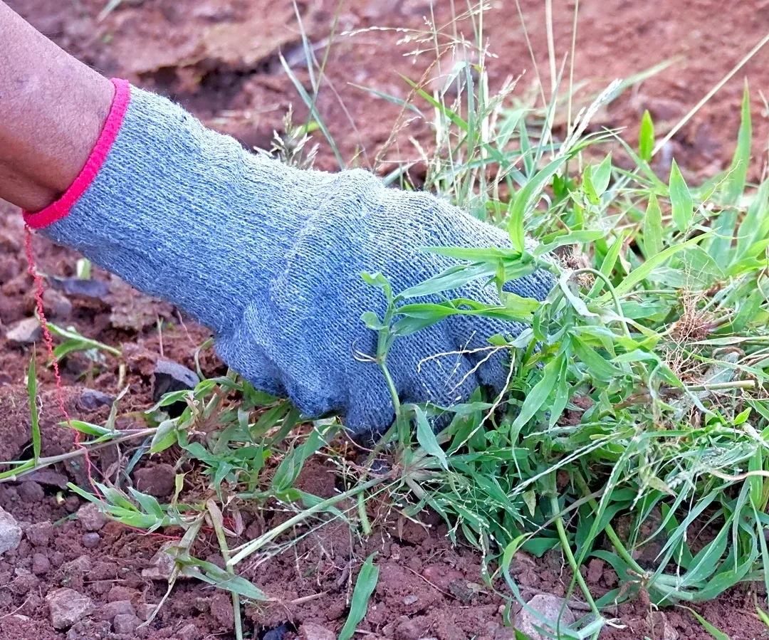 No More Hand Pulling: Weeds Will Be A Thing Of The Past With The Help Of This Garden Tool