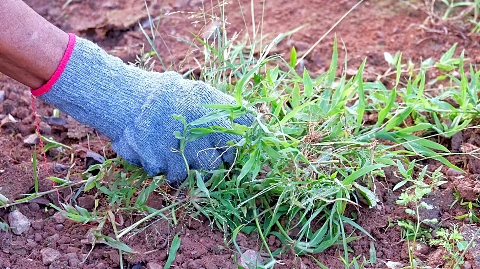No More Hand Pulling: Weeds Will Be A Thing Of The Past With The Help Of This Garden Tool