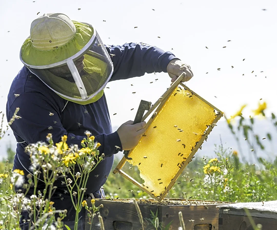 The Pest You Don't Want To Find In Your Bee Hive In Fall And Winter