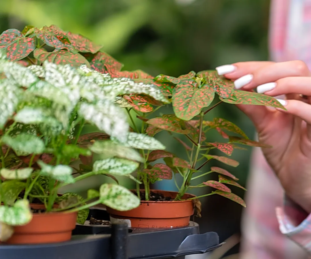 Goodbye Overpriced Planters: 5 Good Reasons To Keep Growing Plants In Plastic Nursery Pots