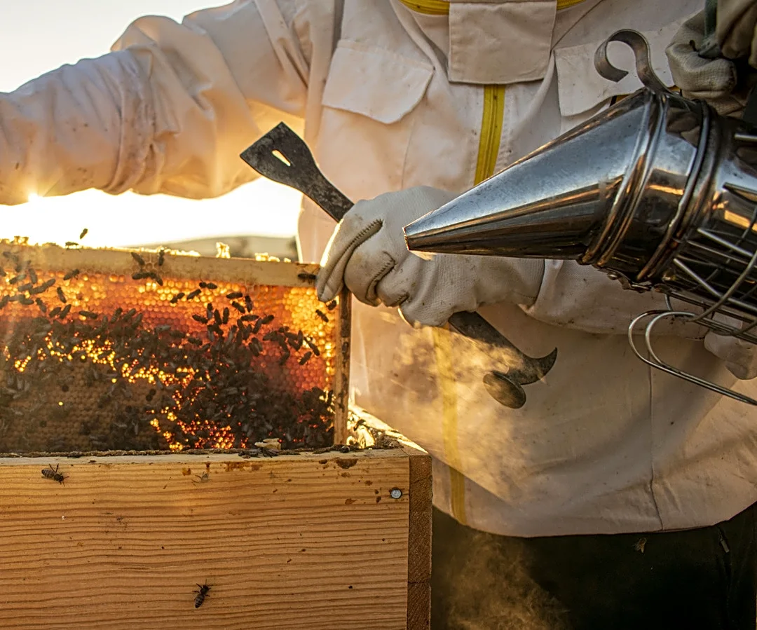 Skip The DIY Hive: The Amazon Find For Beginner Beekeepers