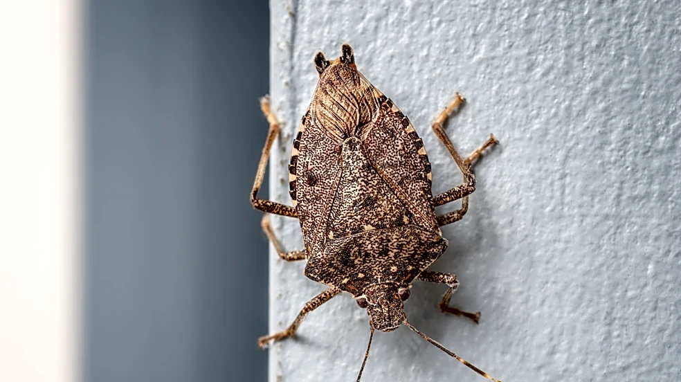 How To Get Rid Of Stink Bugs Quickly Without The Smelly Consequences