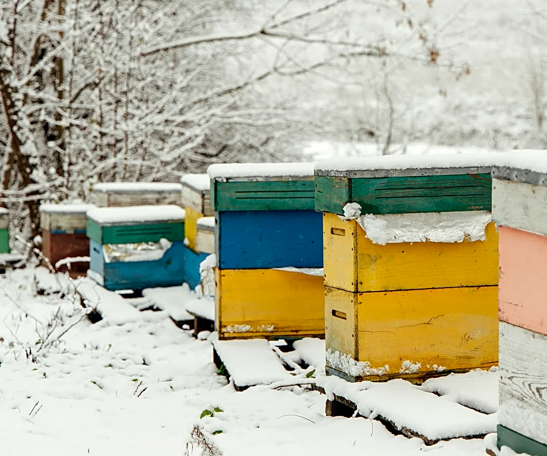 Protect Your Beehive During Cold Months With An Affordable Amazon Find