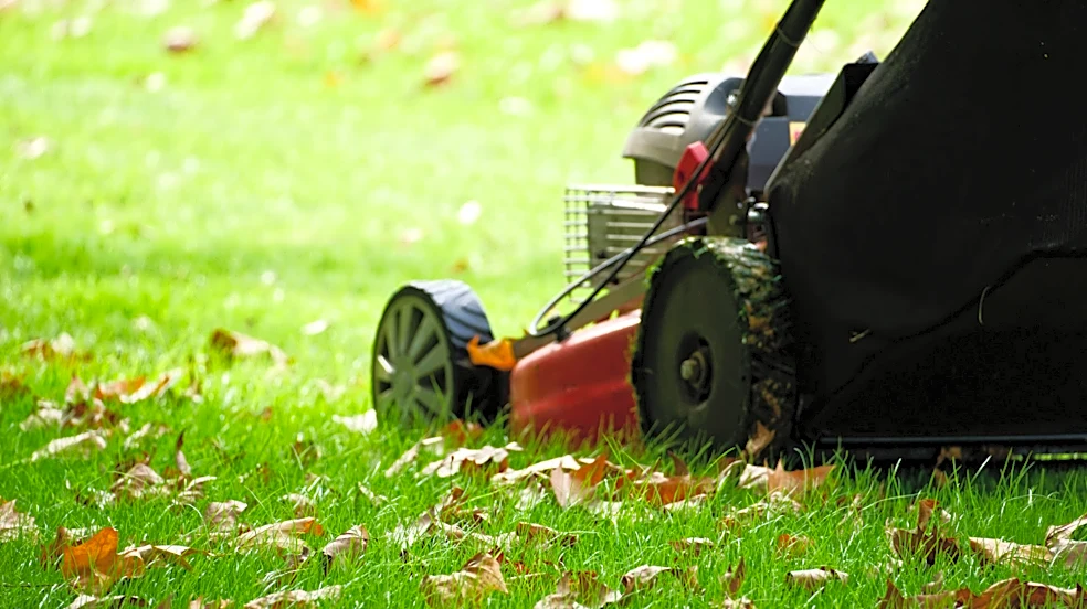 No Need For A Lawn Mower: Shred Leaves With An Alternative From Home Depot