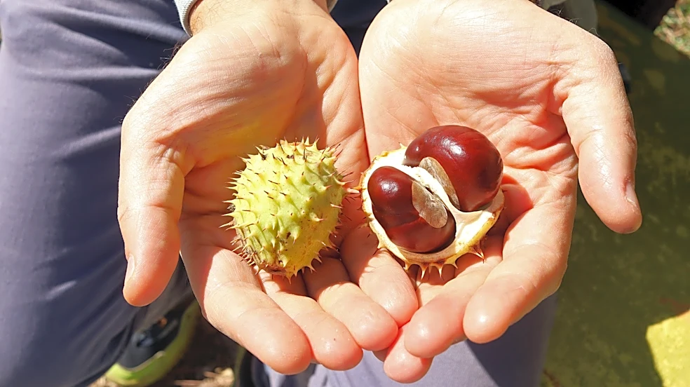 Turn Conkers Into A Simple Wreath That's Perfect For Subtle Fall Decor
