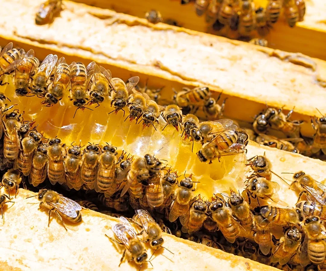 3 Types Of Beehives To Keep In Your Home Garden