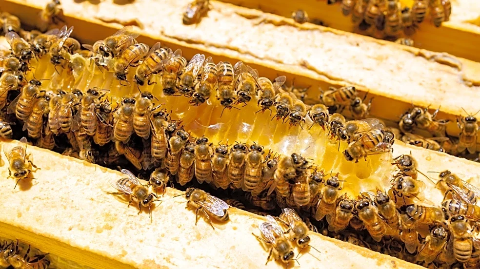3 Types Of Beehives To Keep In Your Home Garden