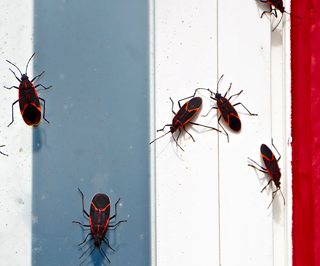 No Need For Pesticides Or Traps: The $0 Solution That Gets Rid Of Boxelder Bugs