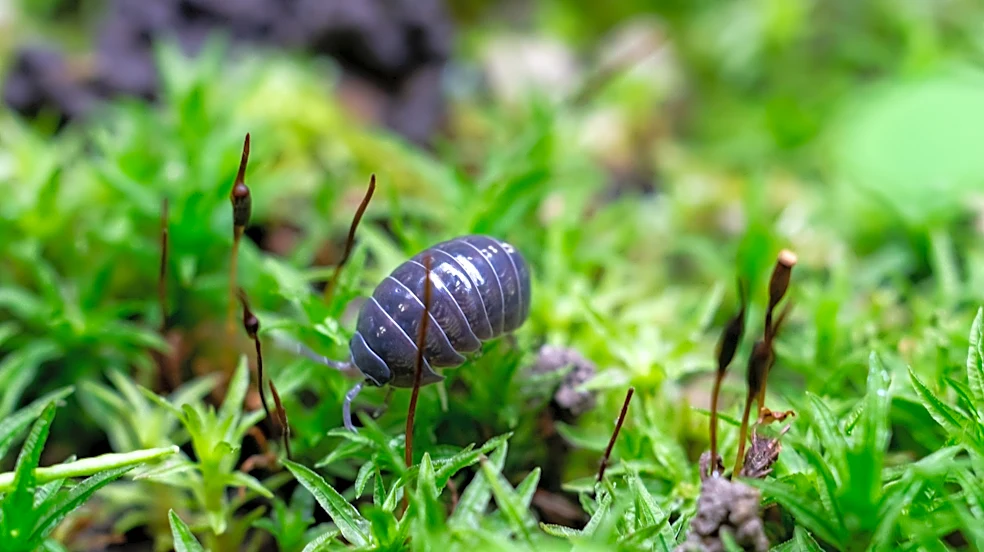 How To Get Rid Of Pill Bugs With A Simple Homemade Trap