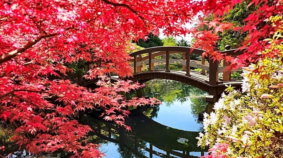 Man Uses Concrete Blocks And Wood To Build A Backyard Bridge With An Eye-Catching DIY