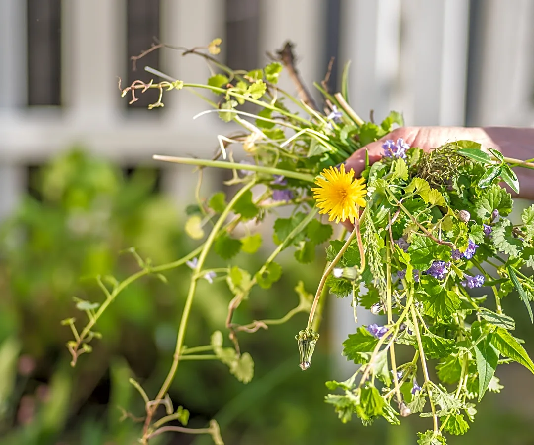 Easier Than Hand Pulling: The Corkscrew-Like Tool For Removing Weeds