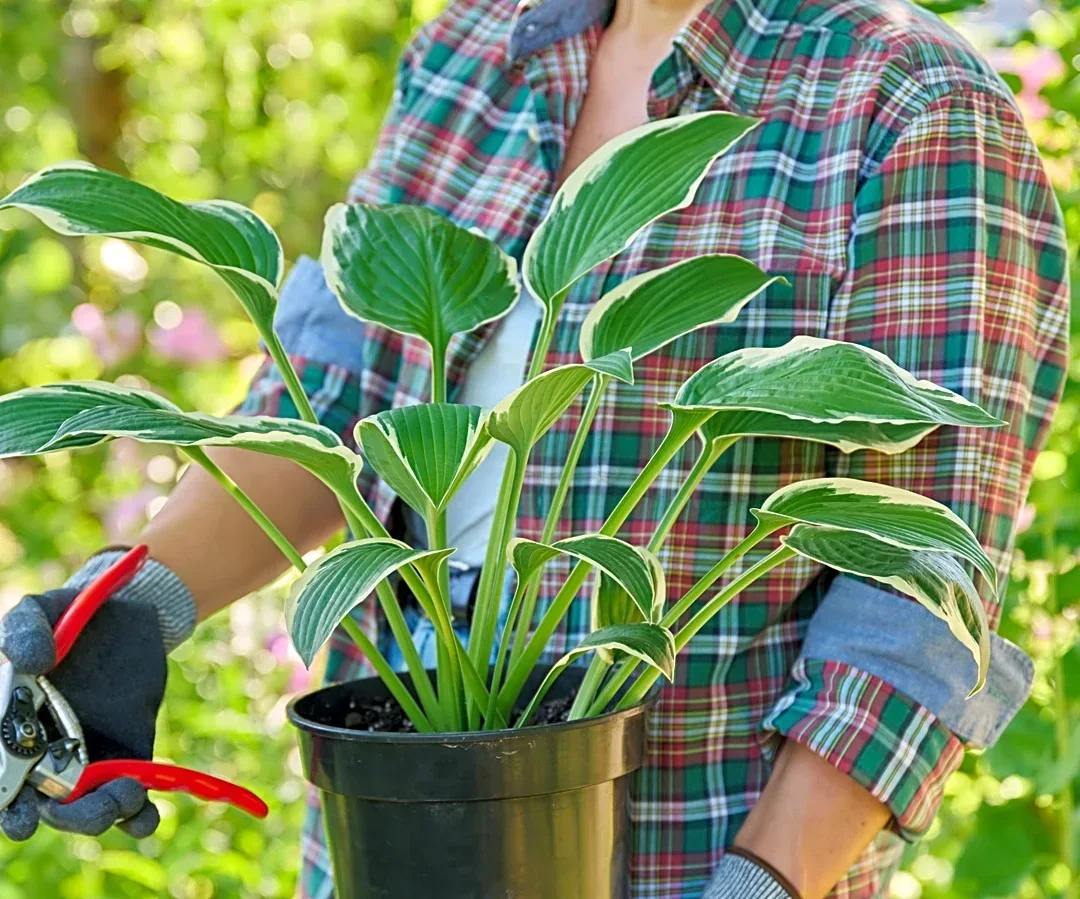 Better Than Planting: An Easier Hack For Saving Potted Hostas During Cold Months