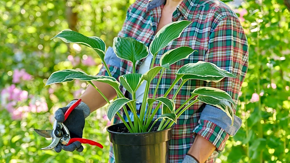 Better Than Planting: An Easier Hack For Saving Potted Hostas During Cold Months
