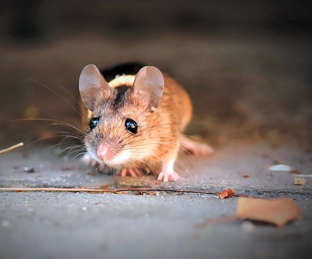 Stronger Than Plain Essential Oils: Keep Mice Away With A Non-Toxic Alternative From Amazon