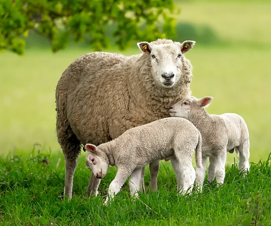 Help Prevent Mower Blade And Deck Corrosion With A Product That Comes From Wool
