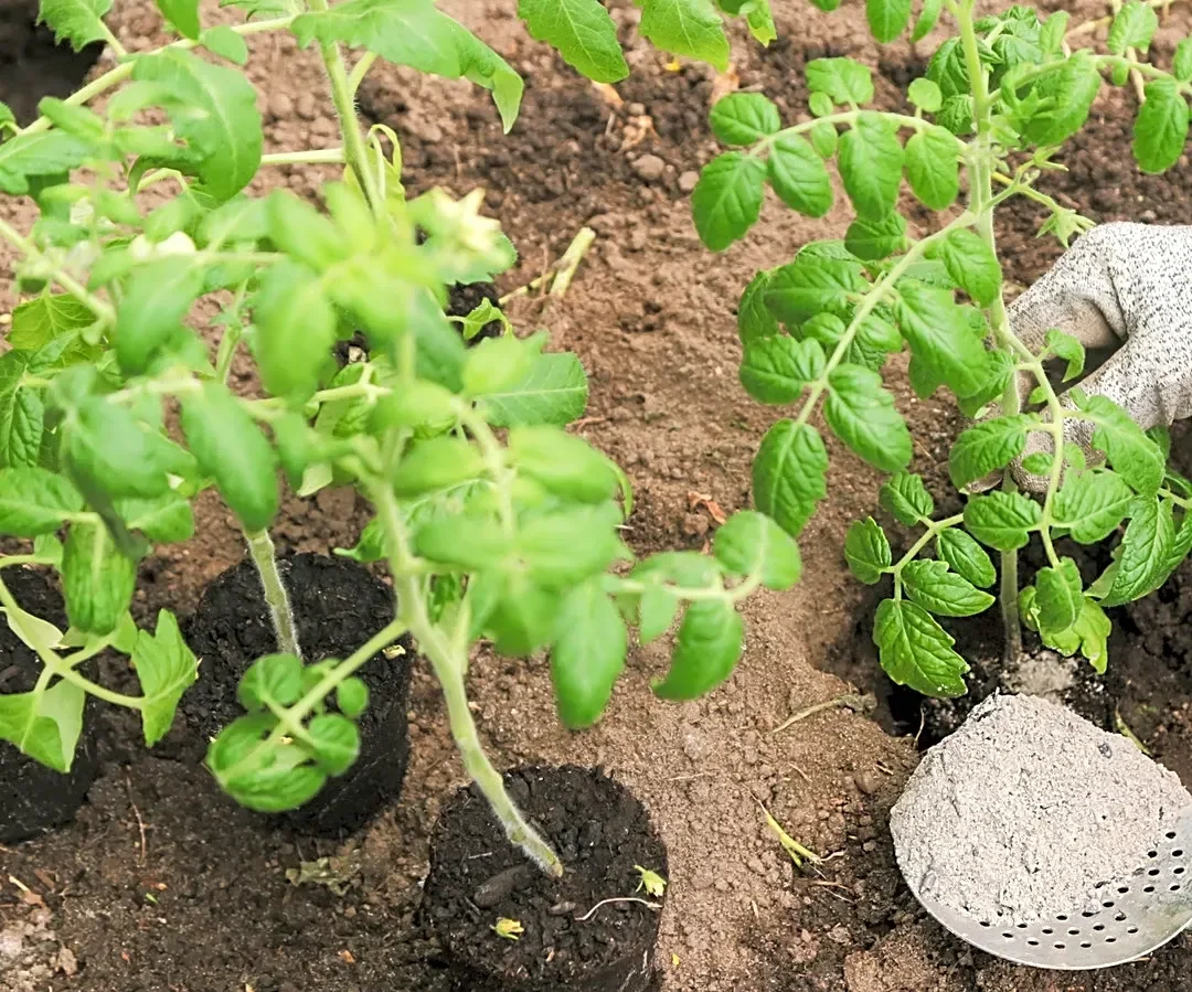 Gardener Transforms Old Feed Bags To Make A More Functional Tomato Growing Station